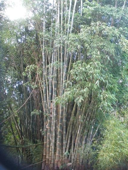 asper bali 30 mtr timber