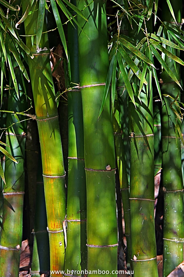 byronbamboo latiflorus