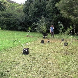 Design & Planting Bamboo