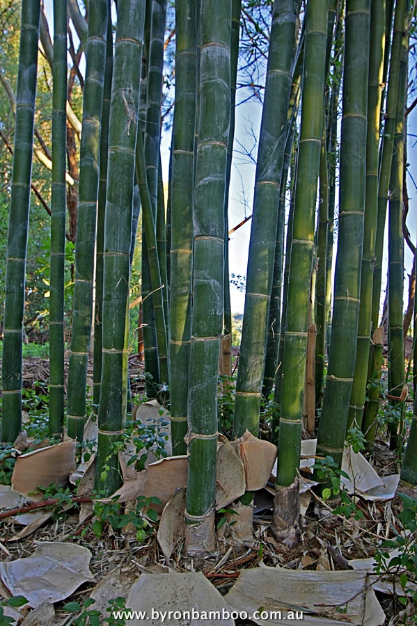 byronbamboo oldhamii