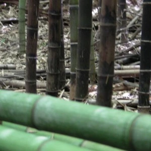 Grove Management