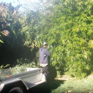 Bamboo Removal