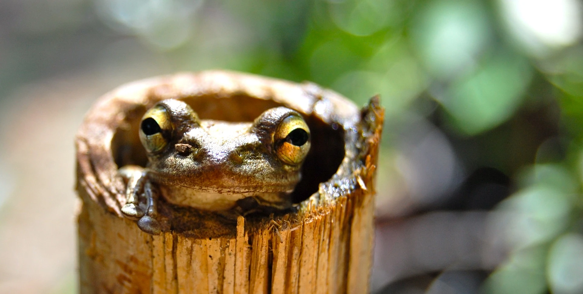 Frog Banner Final 1