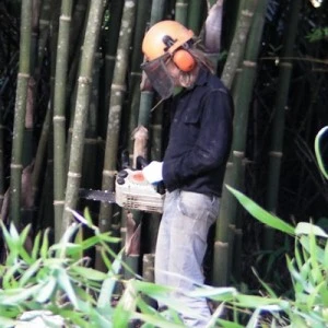 Bamboo Management
