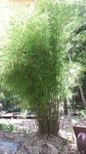 Heinz bamboo tour bello bamboo 2014 (13)