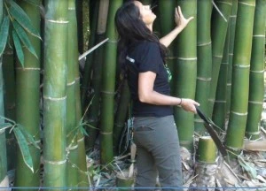 Latiflorus at Bello Bamboo's Retreat