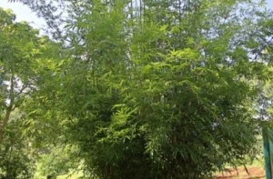 Plant Image 10 Cream Weavers Bamboo Albostriata
