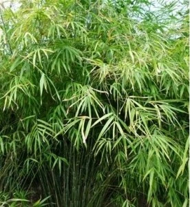 Plant Image 7 Himalayan Blue Mature Khasia