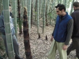Moso Running Bamboo Grove